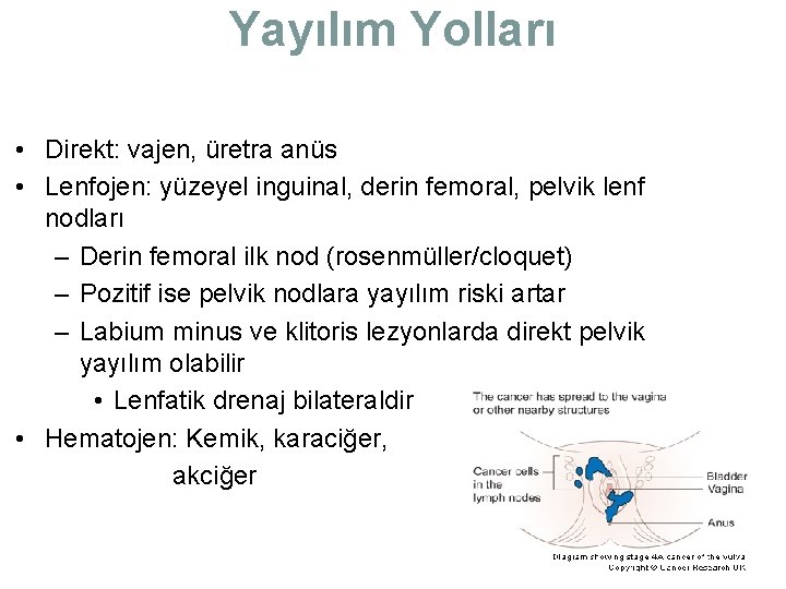 Yayılım Yolları • Direkt: vajen, üretra anüs • Lenfojen: yüzeyel inguinal, derin femoral, pelvik Yayılım Yolları • Direkt: vajen, üretra anüs • Lenfojen: yüzeyel inguinal, derin femoral, pelvik