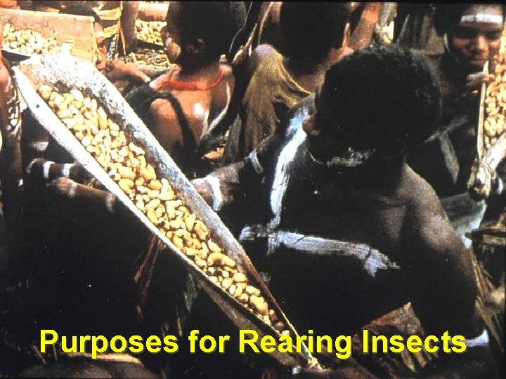 Purposes for Rearing Insects Purposes for Rearing Insects