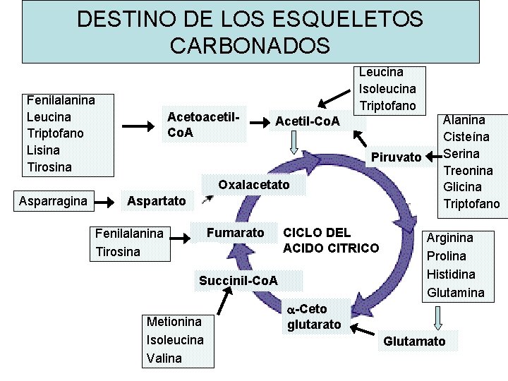 DESTINO DE LOS ESQUELETOS CARBONADOS Fenilalanina Leucina Triptofano Lisina Tirosina Acetoacetil. Co. A Leucina