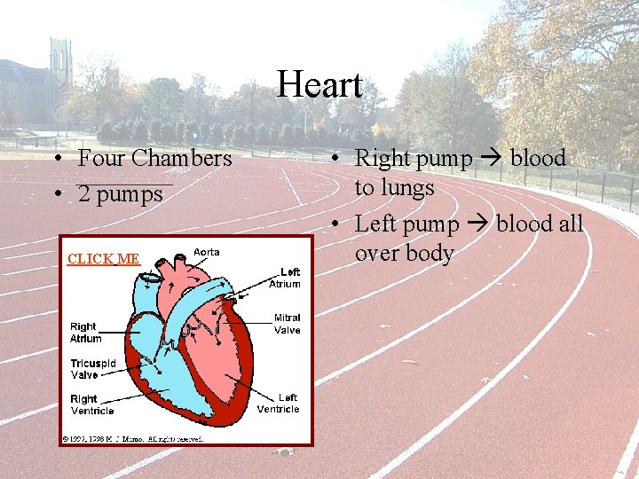 Heart • Four Chambers • 2 pumps CLICK ME • Right pump blood to