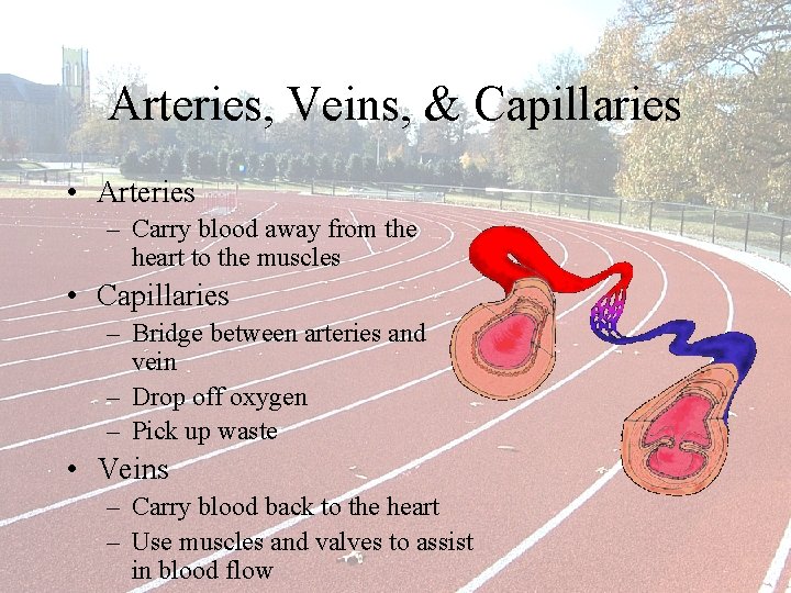 Arteries, Veins, & Capillaries • Arteries – Carry blood away from the heart to