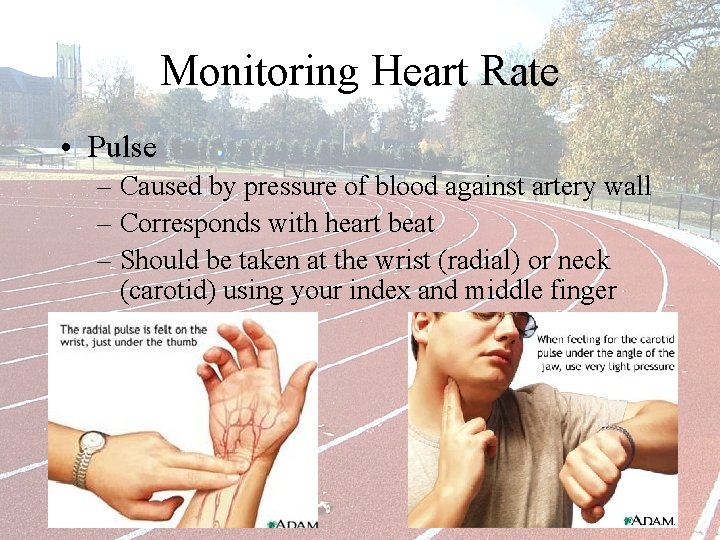 Monitoring Heart Rate • Pulse – Caused by pressure of blood against artery wall