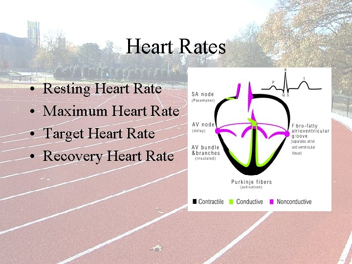 Heart Rates • • Resting Heart Rate Maximum Heart Rate Target Heart Rate Recovery