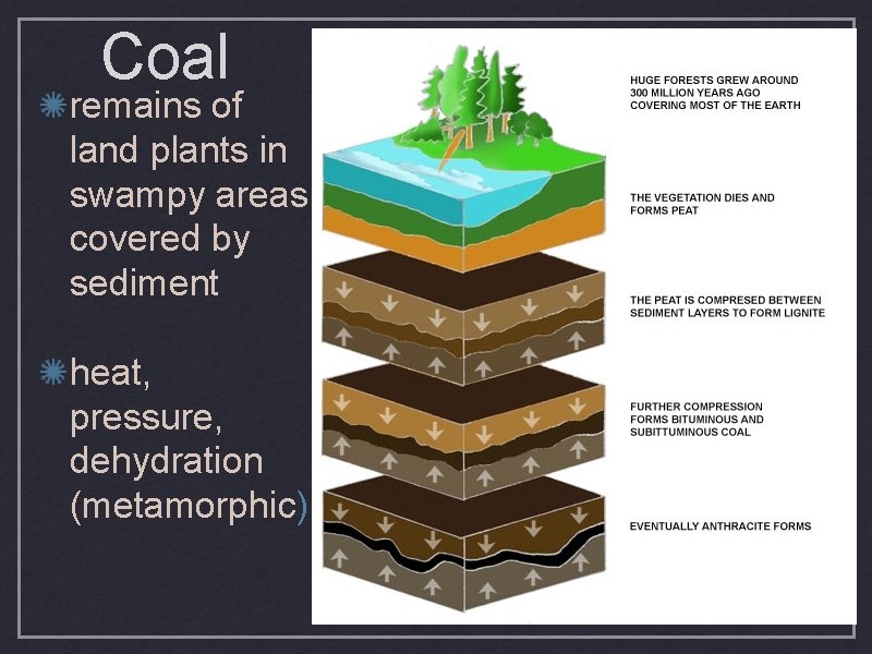 Coal remains of land plants in swampy areas covered by sediment heat, pressure, dehydration