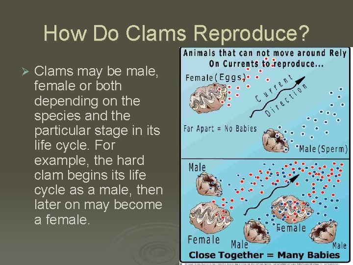 Clams By Bre Anna Pictures Of Clam The