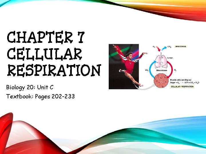 CHAPTER 7 CELLULAR RESPIRATION Biology 20: Unit C Textbook: Pages 202 -233 