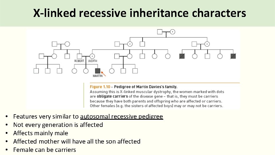 X-linked recessive inheritance characters • • • Features very similar to autosomal recessive pedigree