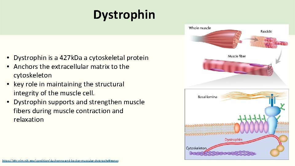 Dystrophin • Dystrophin is a 427 k. Da a cytoskeletal protein • Anchors the