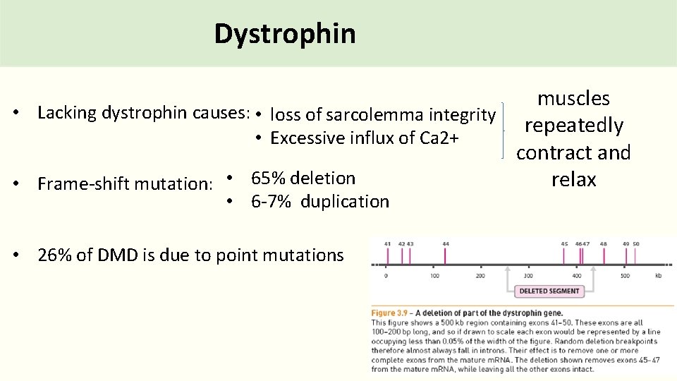 Dystrophin muscles • Lacking dystrophin causes: • loss of sarcolemma integrity repeatedly • Excessive