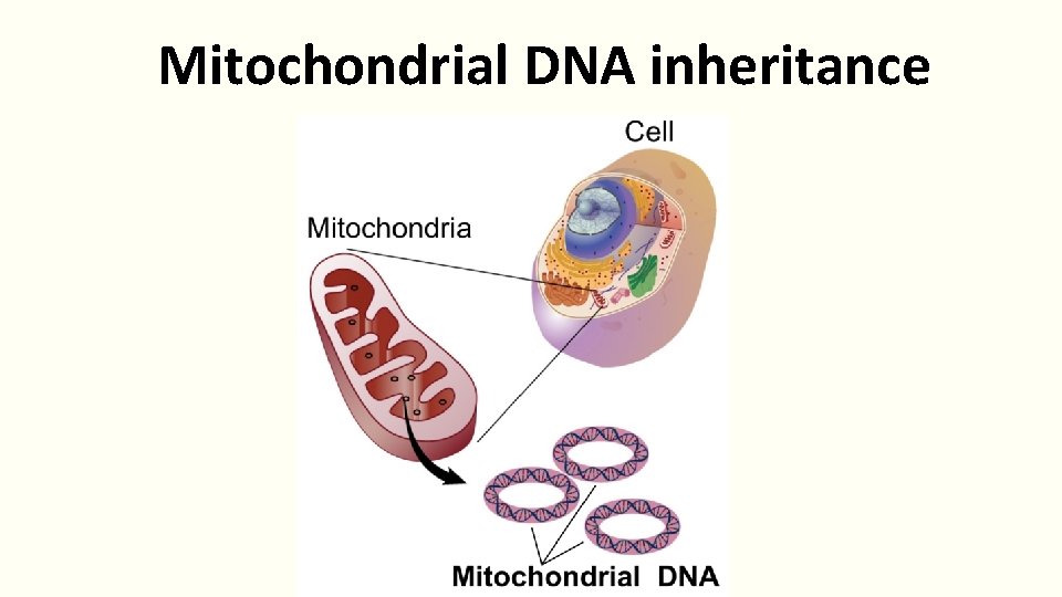 Mitochondrial DNA inheritance 