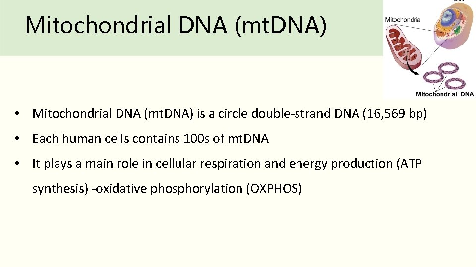 Mitochondrial DNA (mt. DNA) • Mitochondrial DNA (mt. DNA) is a circle double-strand DNA