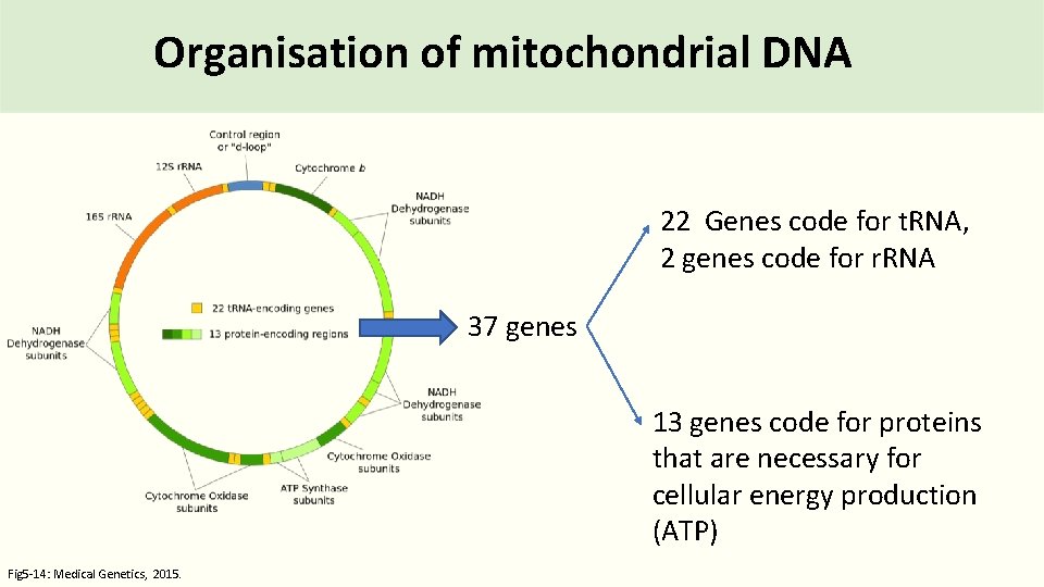 Organisation of mitochondrial DNA 22 Genes code for t. RNA, 2 genes code for