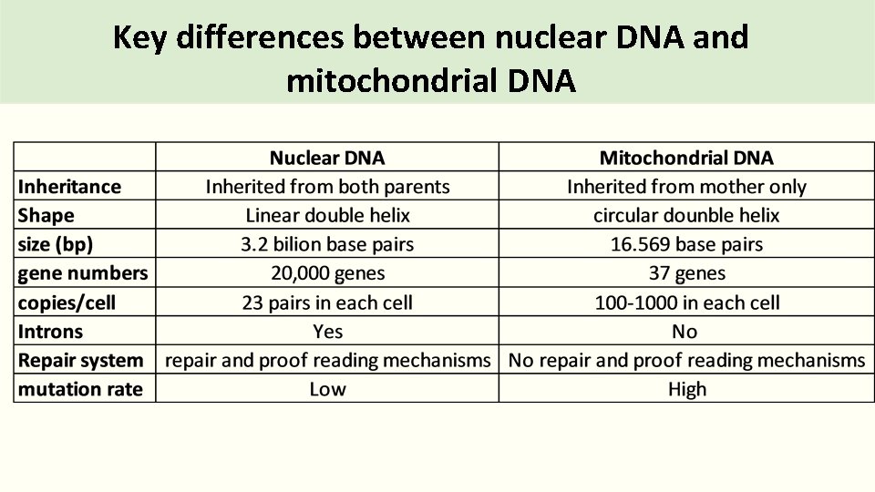 Key differences between nuclear DNA and mitochondrial DNA 