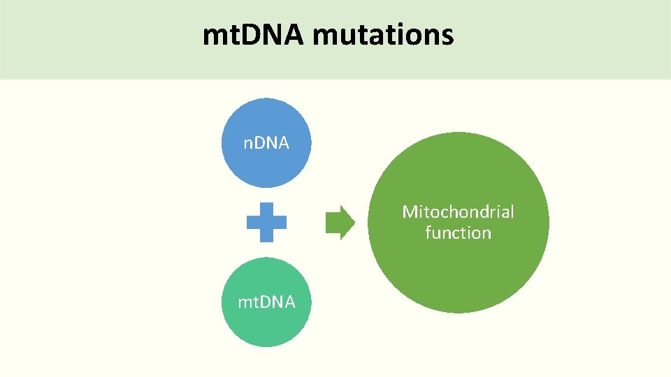 mt. DNA mutations n. DNA Mitochondrial function mt. DNA 