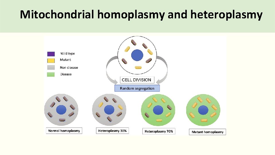 Mitochondrial homoplasmy and heteroplasmy 