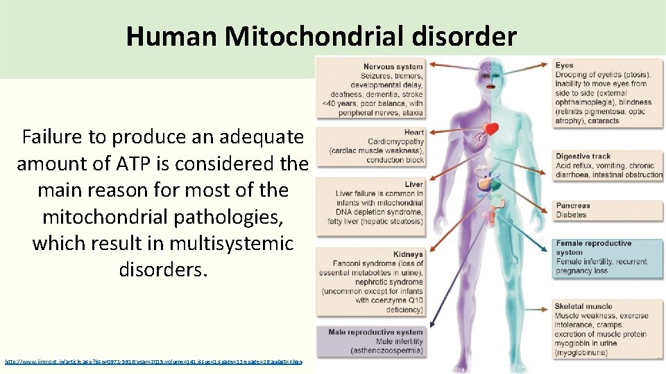 Human Mitochondrial disorder Failure to produce an adequate amount of ATP is considered the