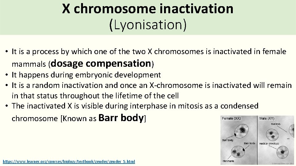 X chromosome inactivation (Lyonisation) • It is a process by which one of the