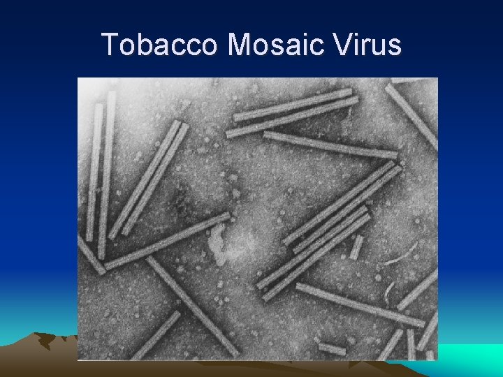 Tobacco Mosaic Virus 