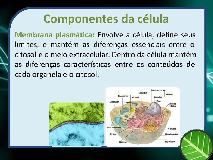 Componentes da célula Membrana plasmática: Envolve a célula, define seus limites, e mantém as