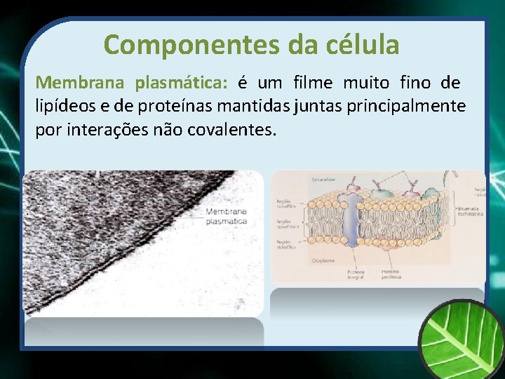 Componentes da célula Membrana plasmática: é um filme muito fino de lipídeos e de