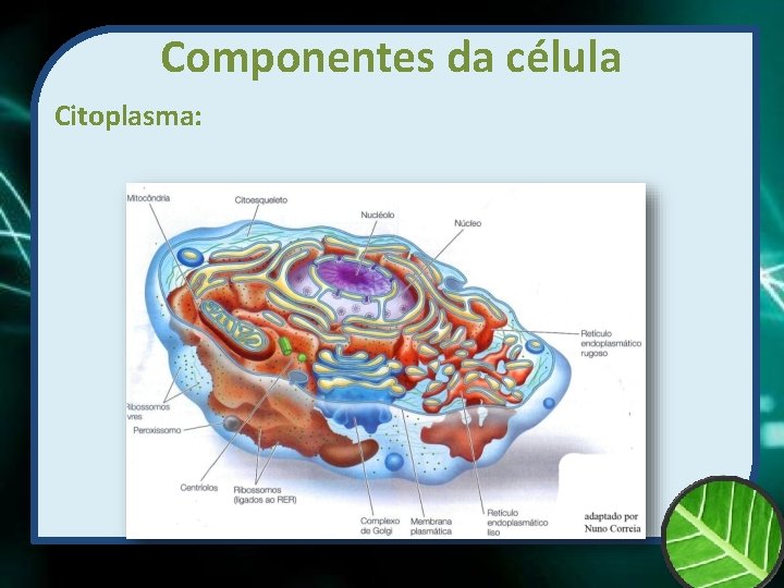 Componentes da célula Citoplasma: 