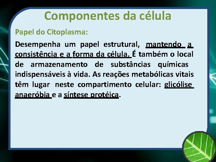 Componentes da célula Papel do Citoplasma: Desempenha um papel estrutural, mantendo a consistência e