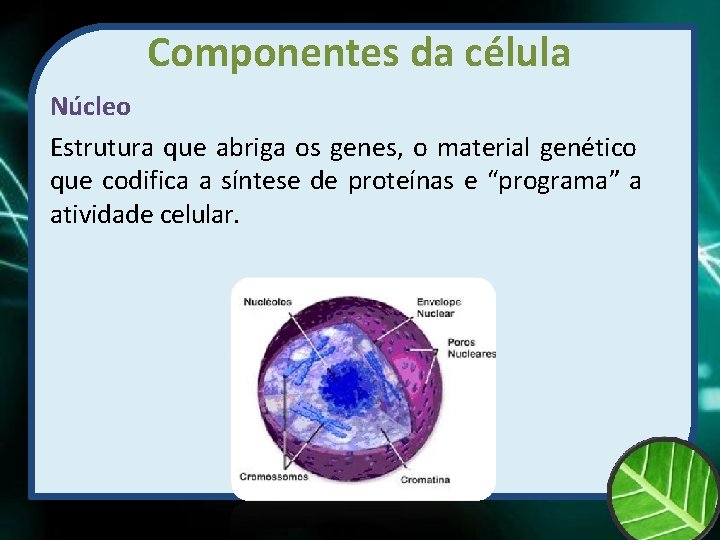 Componentes da célula Núcleo Estrutura que abriga os genes, o material genético que codifica