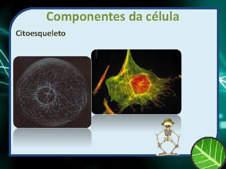 Componentes da célula Citoesqueleto 