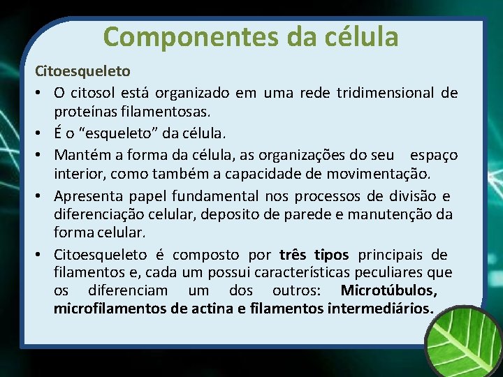 Componentes da célula Citoesqueleto • O citosol está organizado em uma rede tridimensional de