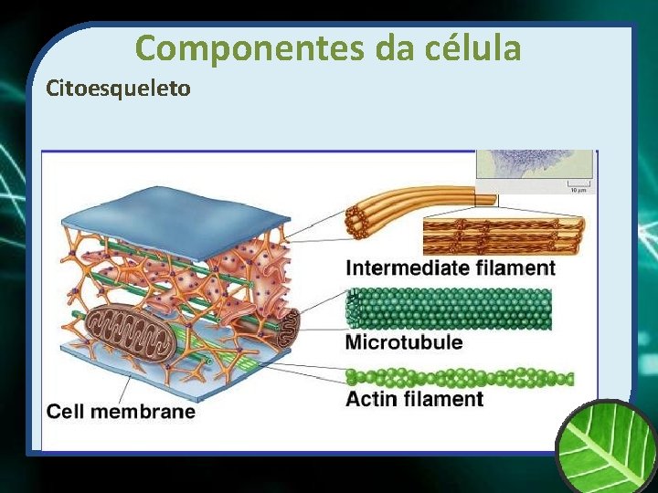 Componentes da célula Citoesqueleto 