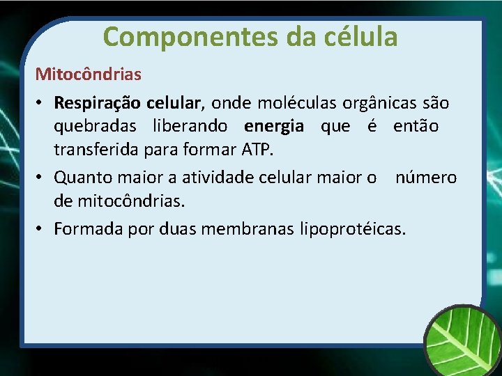 Componentes da célula Mitocôndrias • Respiração celular, onde moléculas orgânicas são quebradas liberando energia