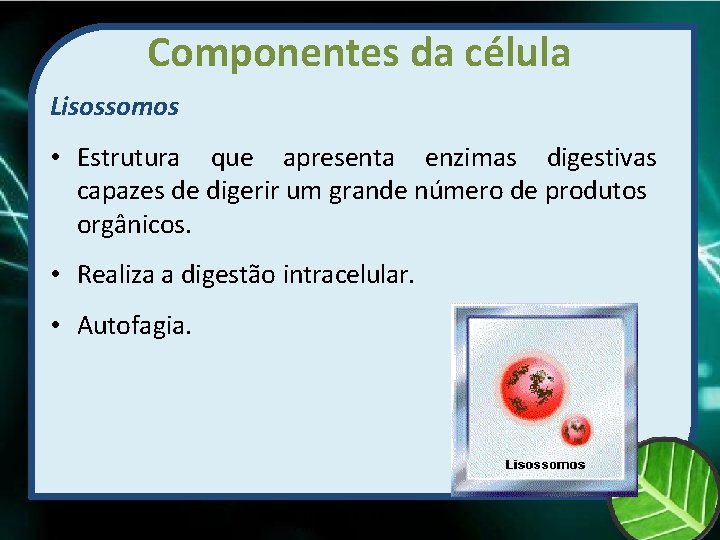 Componentes da célula Lisossomos • Estrutura que apresenta enzimas digestivas capazes de digerir um