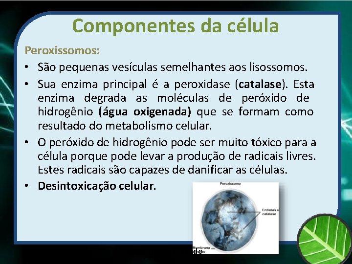 Componentes da célula Peroxissomos: • São pequenas vesículas semelhantes aos lisossomos. • Sua enzima