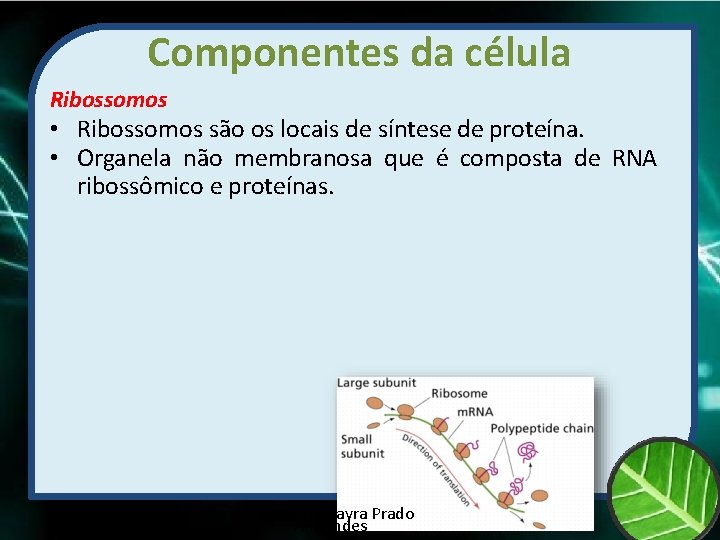 Componentes da célula Ribossomos • Ribossomos são os locais de síntese de proteína. •