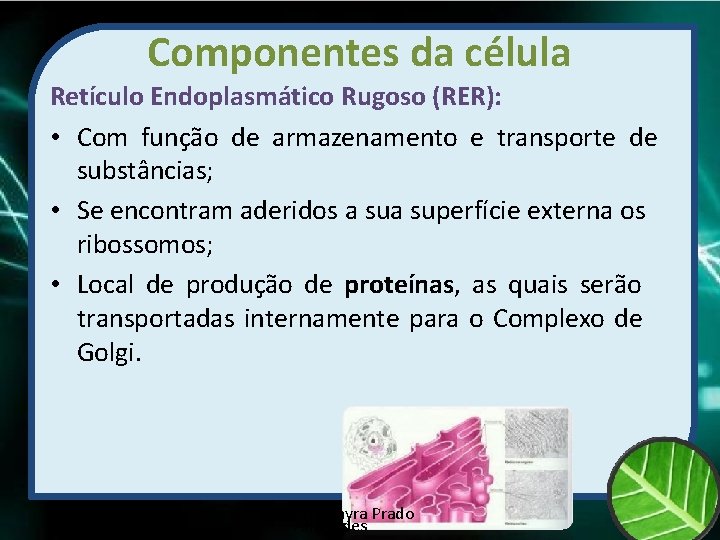 Componentes da célula Retículo Endoplasmático Rugoso (RER): • Com função de armazenamento e transporte