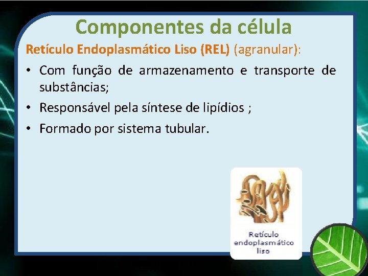 Componentes da célula Retículo Endoplasmático Liso (REL) (agranular): • Com função de armazenamento e