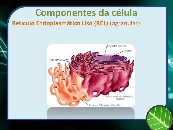 Componentes da célula Retículo Endoplasmático Liso (REL) (agranular): Prof Zayra Prado Almondes 