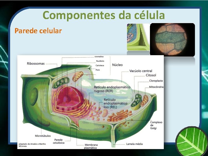 Componentes da célula Parede celular 