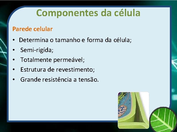 Componentes da célula Parede celular • • • Determina o tamanho e forma da