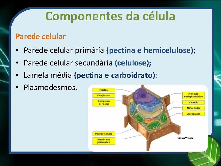 Componentes da célula Parede celular • • Parede celular primária (pectina e hemicelulose); Parede