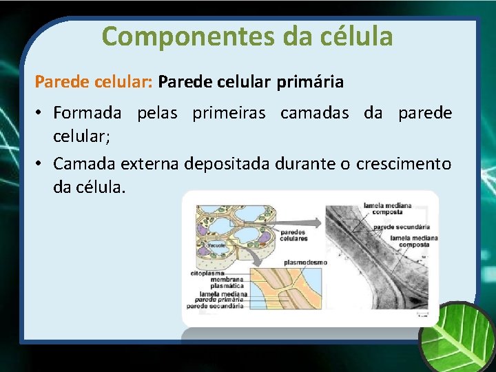 Componentes da célula Parede celular: Parede celular primária • Formada pelas primeiras camadas da