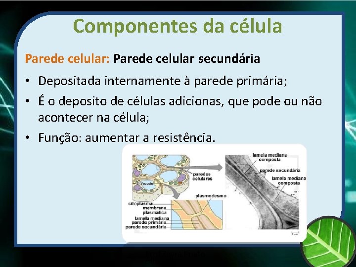 Componentes da célula Parede celular: Parede celular secundária • Depositada internamente à parede primária;
