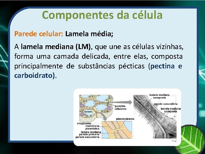 Componentes da célula Parede celular: Lamela média; A lamela mediana (LM), que une as