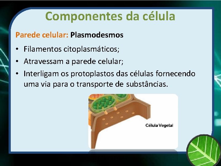 Componentes da célula Parede celular: Plasmodesmos • Filamentos citoplasmáticos; • Atravessam a parede celular;