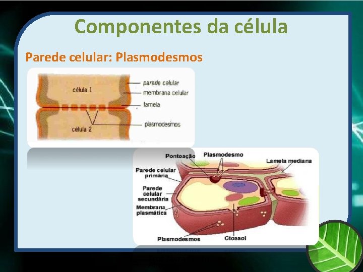 Componentes da célula Parede celular: Plasmodesmos Prof Zayra Prado Almondes 