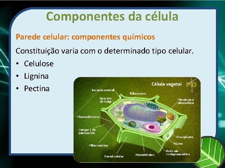 Componentes da célula Parede celular: componentes químicos Constituição varia com o determinado tipo celular.
