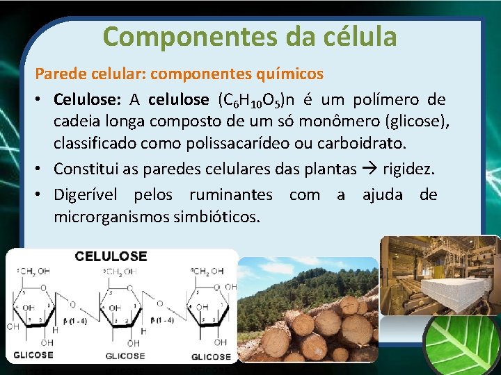 Componentes da célula Parede celular: componentes químicos • Celulose: A celulose (C 6 H