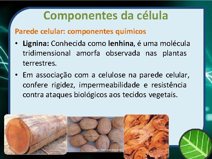 Componentes da célula Parede celular: componentes químicos • Lignina: Conhecida como lenhina, é uma