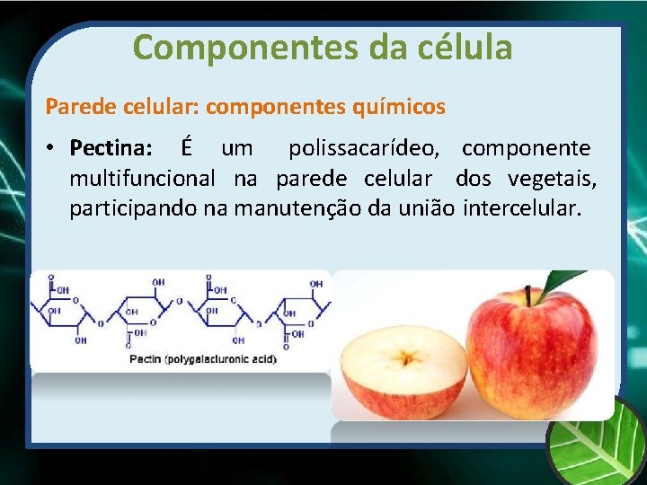 Componentes da célula Parede celular: componentes químicos • Pectina: É um polissacarídeo, componente multifuncional