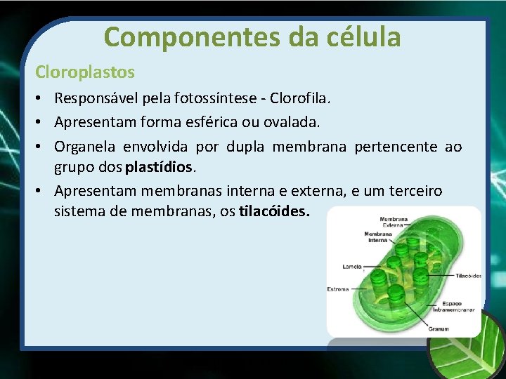 Componentes da célula Cloroplastos • Responsável pela fotossíntese - Clorofila. • Apresentam forma esférica